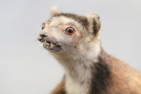 museum de histoire naturelle troyes 8-2025 2807